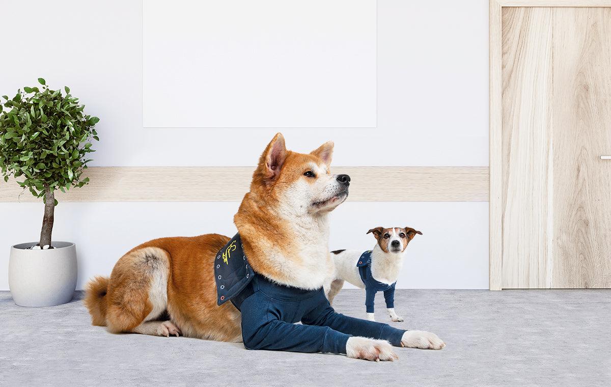 MPS-TAZ2® DOUBLE FRONT LEG SLEEVES DOG