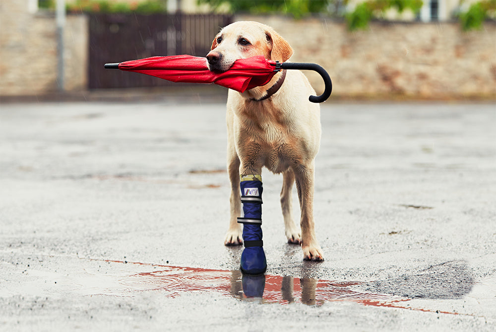MPS-MEDICAL PETS BOOT® DOG
