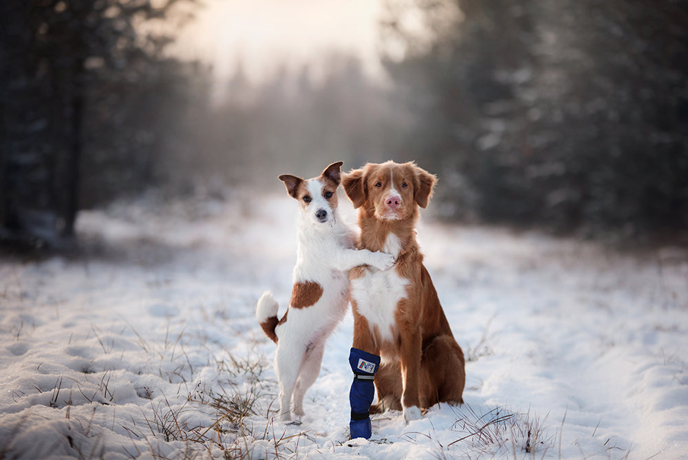 MPS-MEDICAL PETS BOOT® DOG