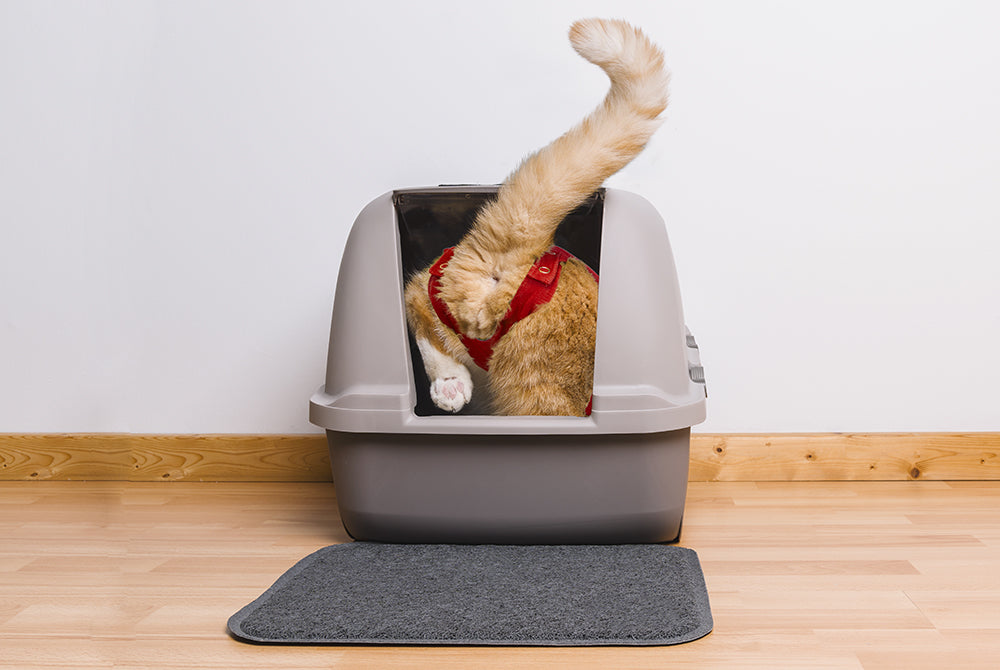 MPS-MEDICAL PET SHIRT® CAT