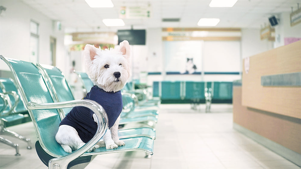 MPS-MEDICAL PET SHIRT® DOG