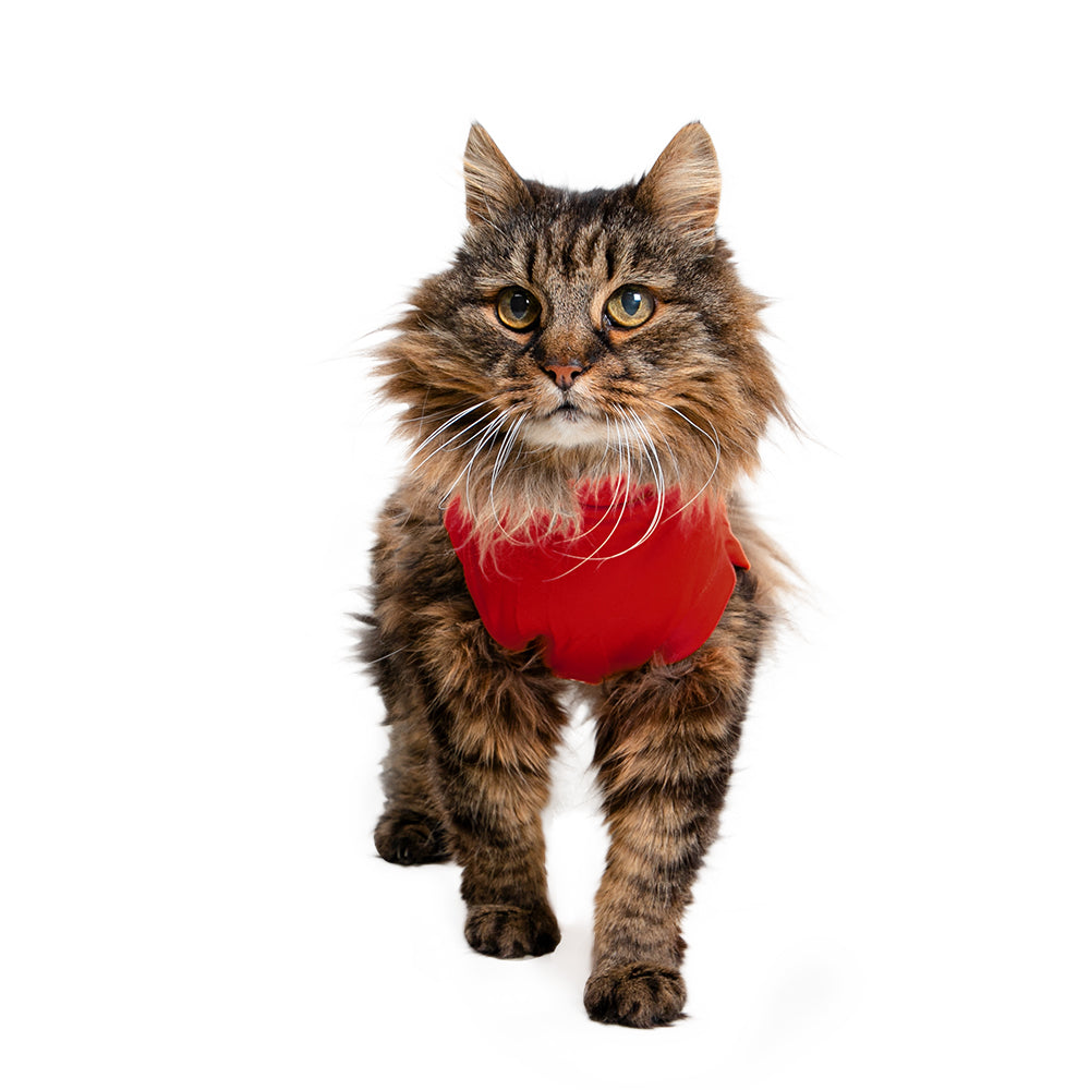 MPS-MEDICAL PET SHIRT® CAT