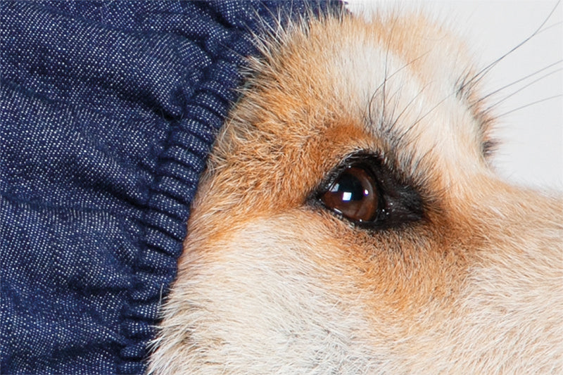MPS-HEAD COVER® DOG